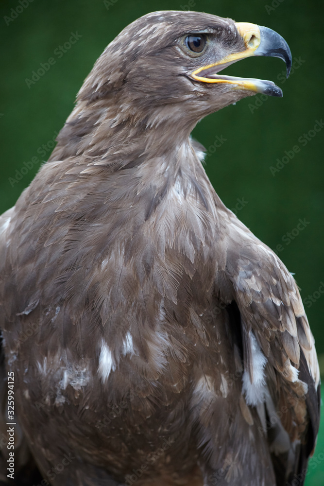 Obraz premium eagle detail on green background