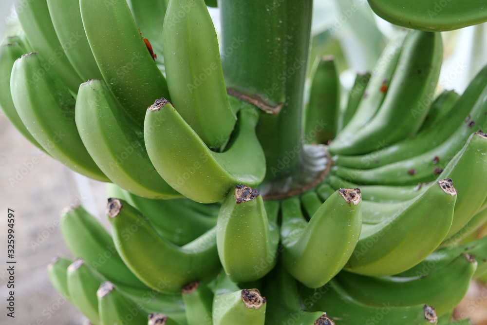 Green bananas on the tree Green bananas on the tree