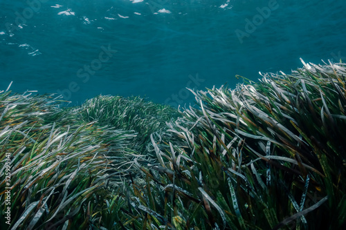 Healthy posidonia oceanica in Zakynthos island photo