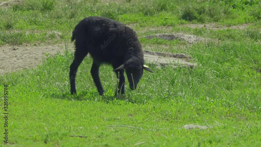 A lamb walks on a farm. A lamb walks on a farm.
