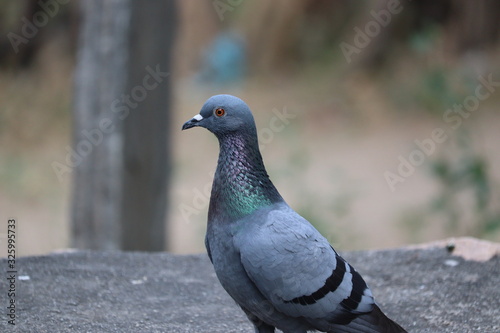 side shot of desert pigeon on rock © Dinesh