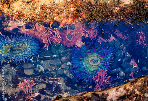 Giant green anemone in a tide pool at Fitzgerald Marine Reserve in Northern California, Bay Area south of San Francisco