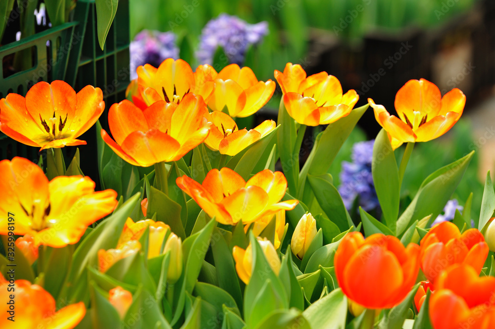 Obraz premium Flower tulips in garden ;Thailand