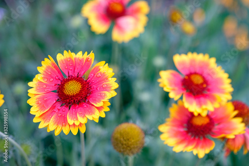 flowers with petals of different colors of red and yellow