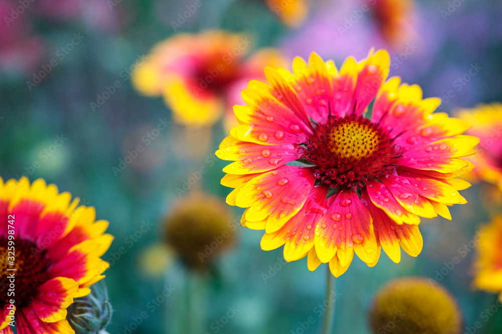 summer evening garden in it flowers with petals of different colors of red and yellow summer evening garden in it flowers with petals of different colors of red and yellow