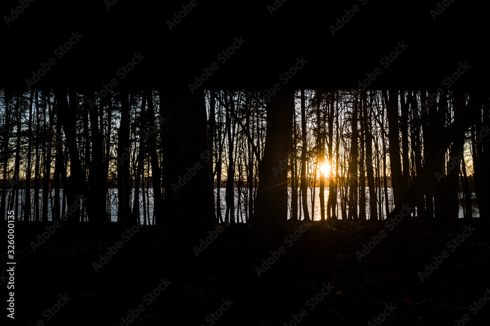 Fototapeta premium Sunset Between Trees Foliage