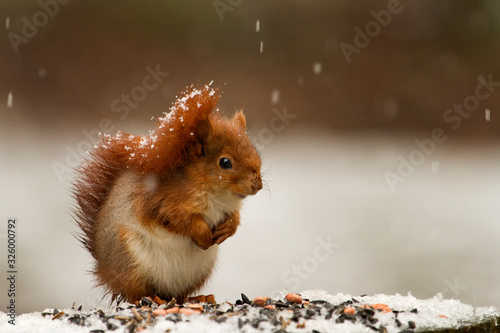 Ecureuil en hiver