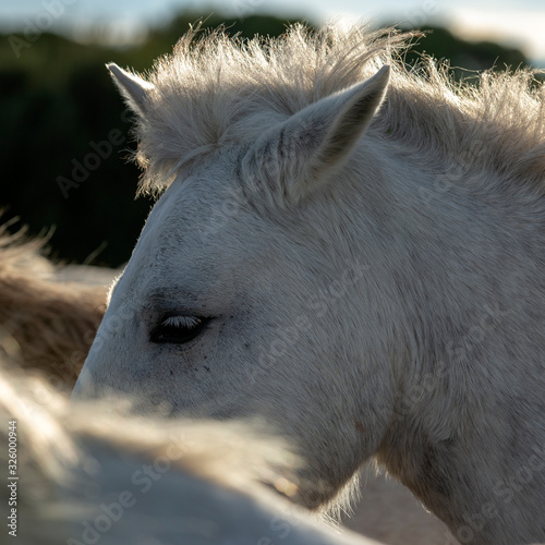 portrait camarguais