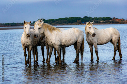 Camarguais