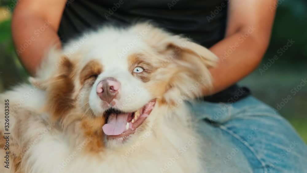 Dog owner plays with his Australian Shepherd Dog owner plays with his Australian Shepherd