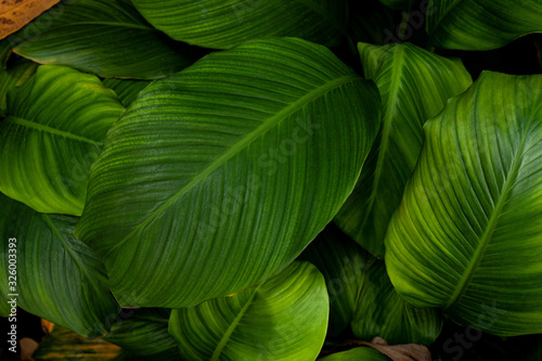 leaves of Spathiphyllum cannifolium  abstract green texture  nature background  tropical leaf