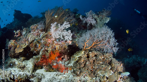 Colorful soft corals from the family of Sarcophiton. Underwater photography  Philippines.
