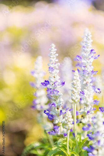 Closeup blue salvia flower over blurred garden background, nature background, spring and summer garden
