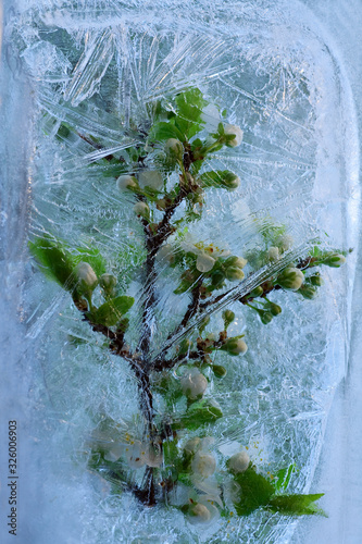Background of branch cherry  flower    in ice   cube with air bubbles.