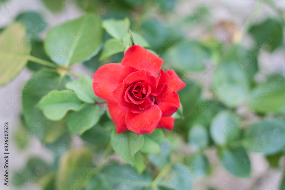 red flower top view in valencia