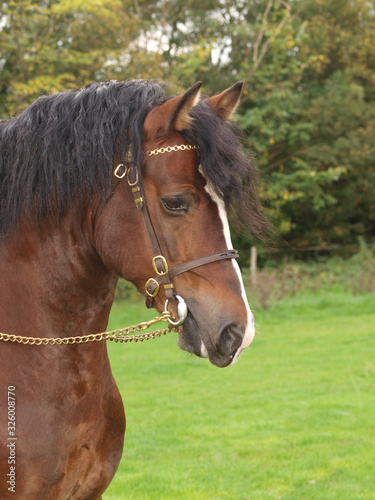 Welsh Stallion Headshot © Nigel Baker