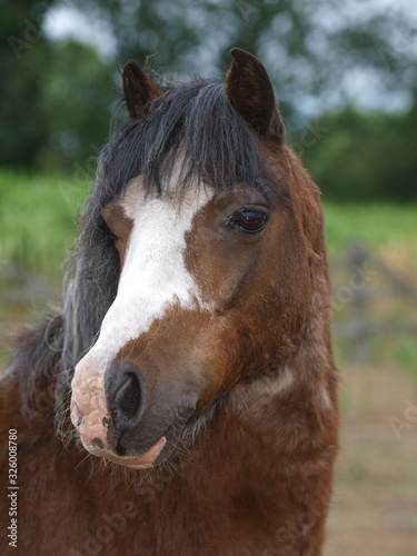 Old Pony Headshot