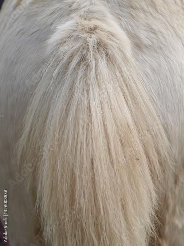 Horses Tail Close-Up