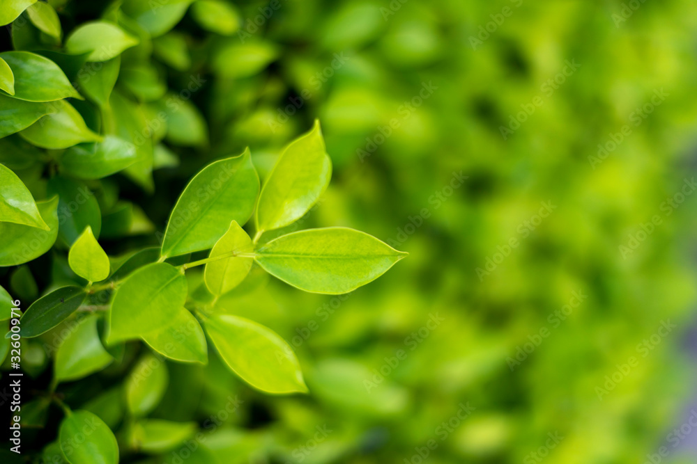 Loach plants green wall background Loach plants green wall background