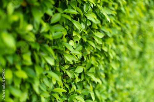 Loach plants green wall background