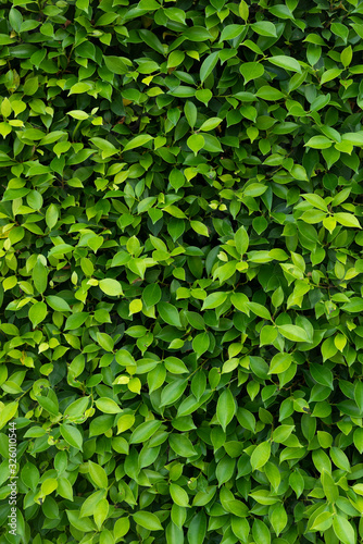 Wallpaper Mural Loach plants green wall background Torontodigital.ca