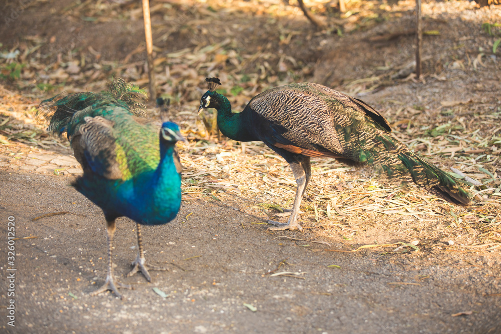 two beautiful peacocks walking on dry grass ground two beautiful peacocks walking on dry grass ground