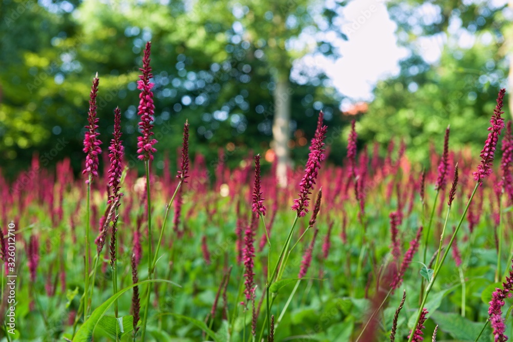 Obraz premium field of flowers