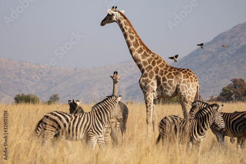 A South African Giraffe cow with her young calf in an open grassland, with red-billed oxpeckers approaching and surrounded by a herd of zebras, in the South African Bushveld. photo