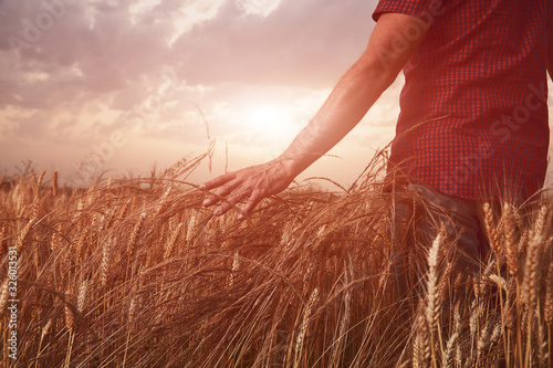 Man enjoying the sunset in wheat field.