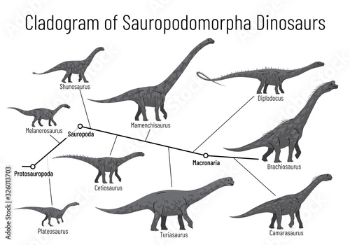 Cladogram of sauropodomorpha dinosaurs. Monochrome vector illustration of diagram showing relations among sauropods - protosauropoda, sauropoda, macronaria. Dinosaurs on white background.