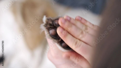 Hand applying salve on dog's paw pads