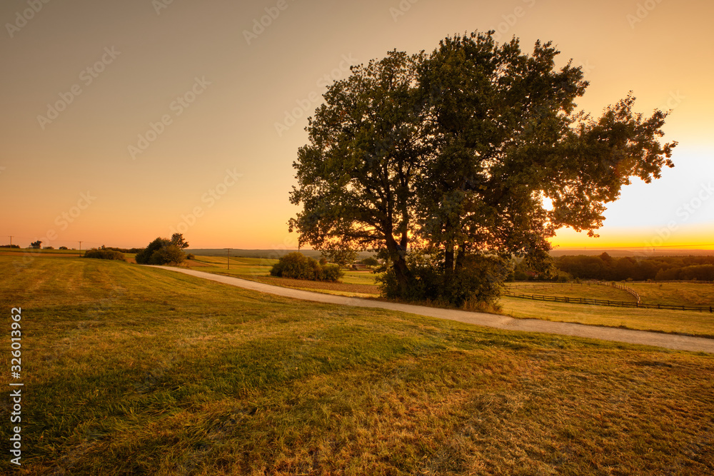 Beautiful countryside landscape during sunset with a huge tree with lush foliage standing in the agricultural fields. Seen in Franconia / Bavaria in Germany near Haimendorf in September Beautiful countryside landscape during sunset with a huge tree with lush foliage standing in the agricultural fields. Seen in Franconia / Bavaria in Germany near Haimendorf in September