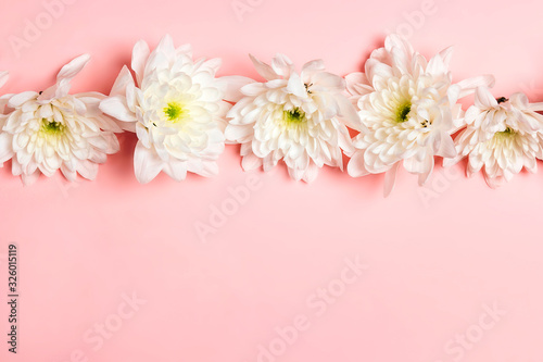Flowers of chrysanthemum on a pink background.