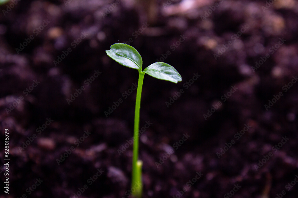 Young flower begin their life from the earth. Small sprout. Sprouting seeds. Spring.