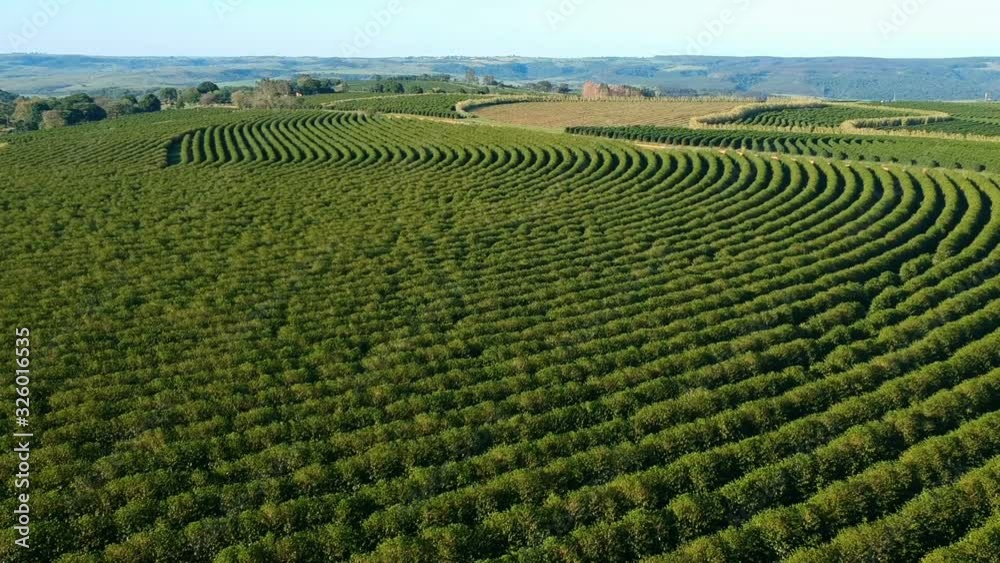 aerial view of green coffee field in Brazil