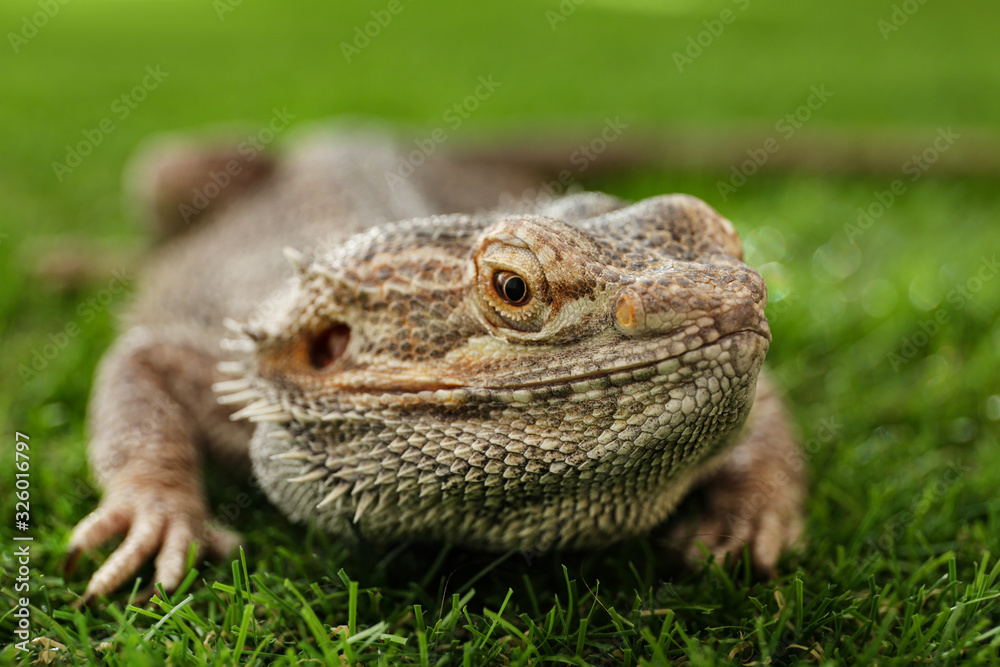 Fototapeta premium Bearded lizard (Pogona barbata) on green grass, closeup. Exotic pet