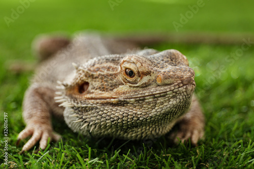 Bearded lizard  Pogona barbata  on green grass  closeup. Exotic pet