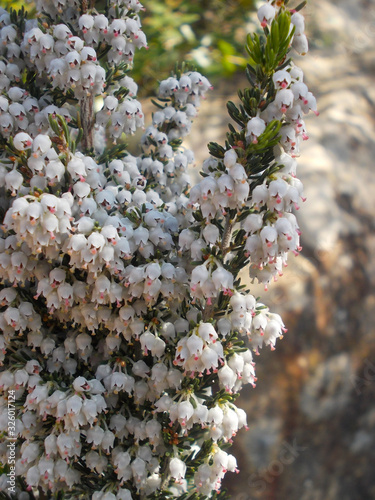 white flowers from tabarka tunia photo