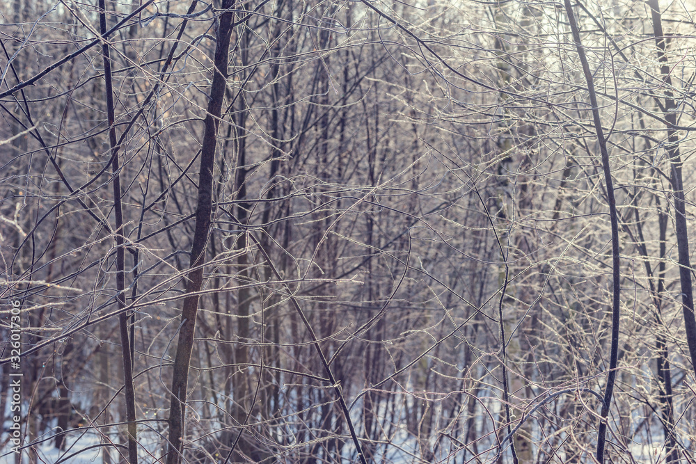 Fototapeta premium Frozen tree branches at winter morning time.