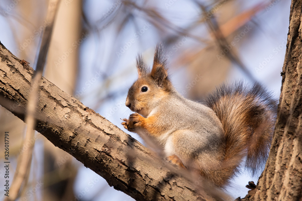 Fototapeta premium squirrel in autumn Park