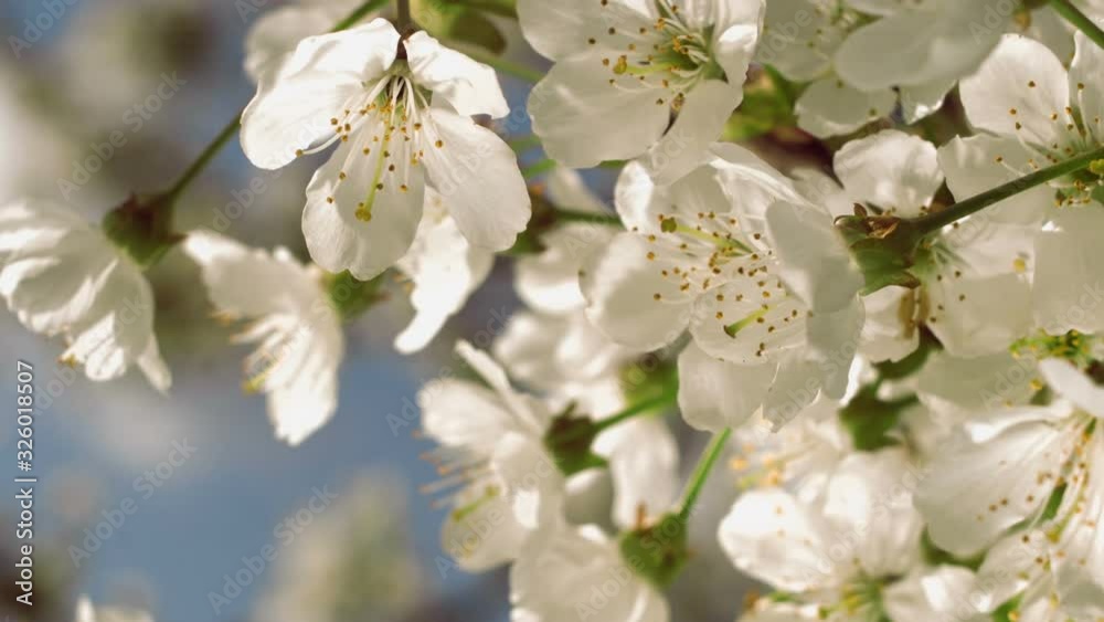 Close-up of a blooming cherry flowers on a bright sunny day. Calming play of light and shadow Close-up of a blooming cherry flowers on a bright sunny day. Calming play of light and shadow