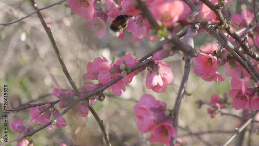 a bumblebee goes from flower to flower a bumblebee goes from flower to flower