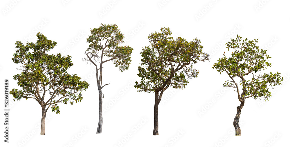 collection trees isolated on white background, Tropical trees in asia. collection trees isolated on white background, Tropical trees in asia.