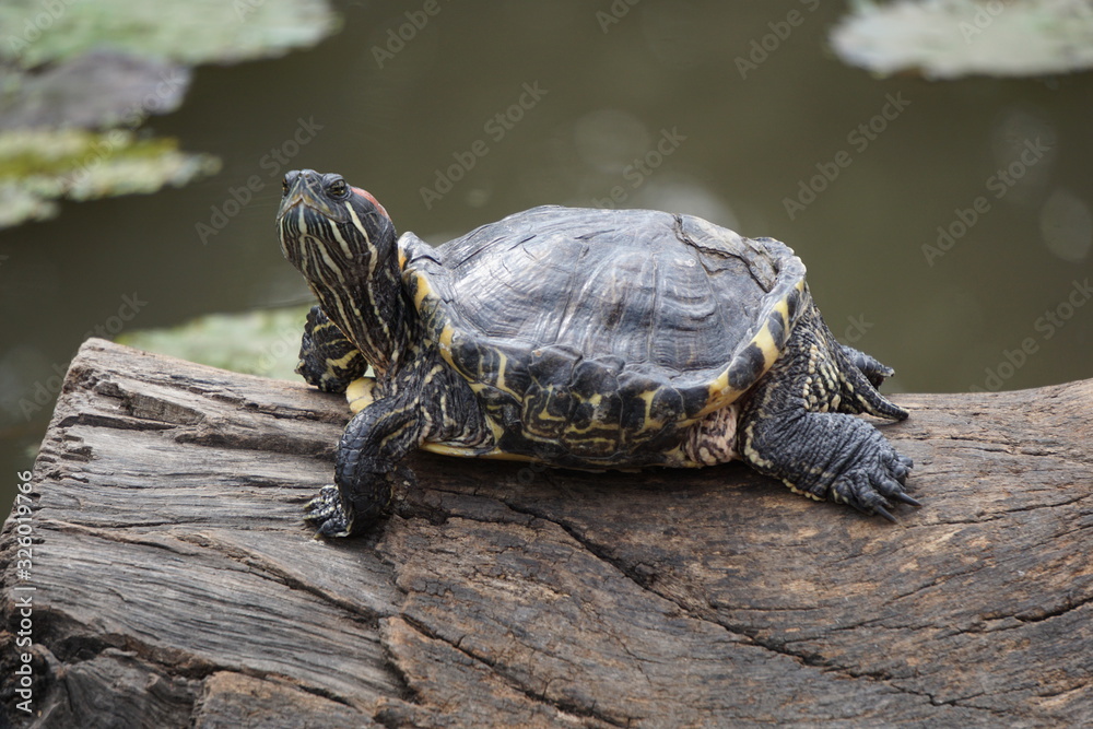 Obraz premium turtle on a rock