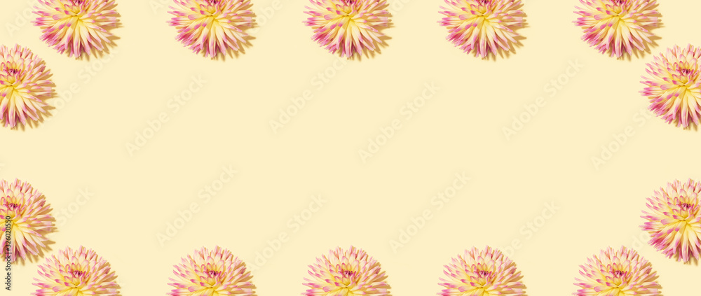 Floral pattern made of pink flowers over pastel yellow background. Festive spring and summer frame background. Flat lay, top view. Pattern of bloom dahlias. Floral texture. Banner