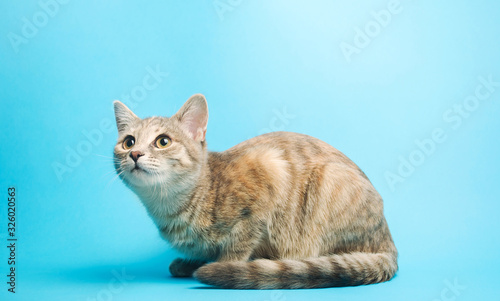 Obraz na plátně Gray tabby cat on a blue background looks up