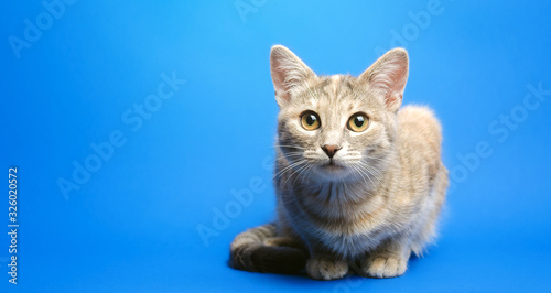 Gray tabby cat on a blue background is looking at the camera. Animal portrait. Pet. Place for text. Copy space