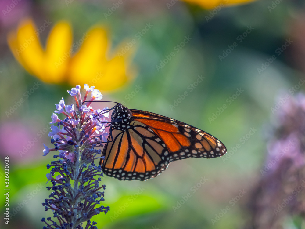 Obraz premium Monarch butterfly,Danaus plexippus