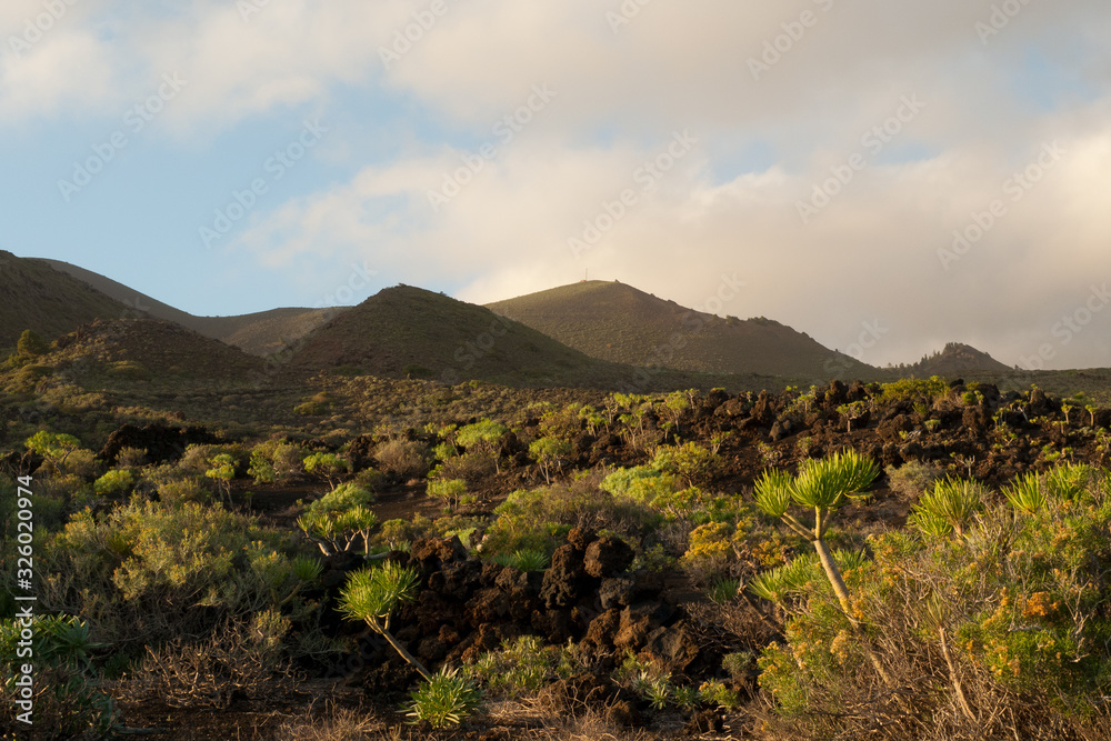 Obraz premium Paisaje y vegetación endémica al atardecer en el municipio de Fuencaliente, en la isla canaria de La Palma