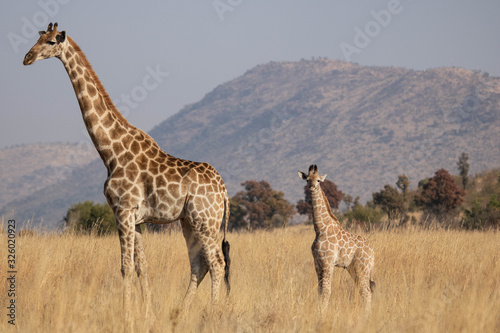 An inquisitive South African giraffe  Giraffa camelopardalis giraffa  cow  standing with her young calf in the South African bushveld  during the late morning.